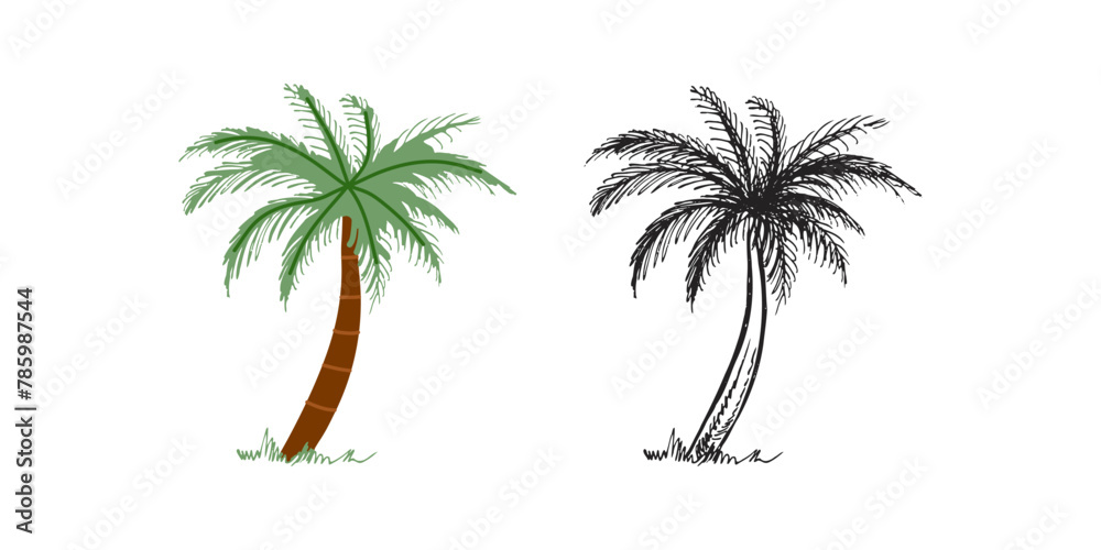 Cute hand drawn palm tree. Flat and outline black vector illustration isolated on white background. Doodle drawing.