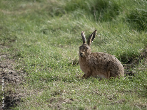 Brown or European hare, Lepus europaeus © Erni