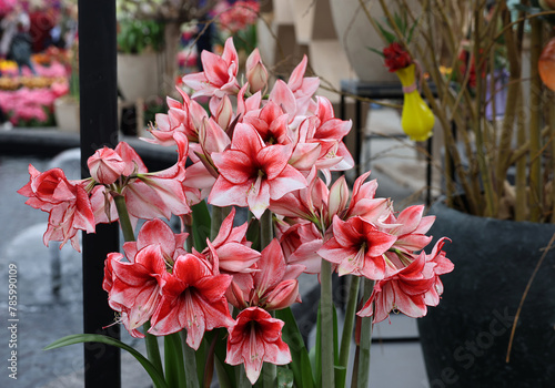 Beautifully blooming red and white amaryllis flowers
