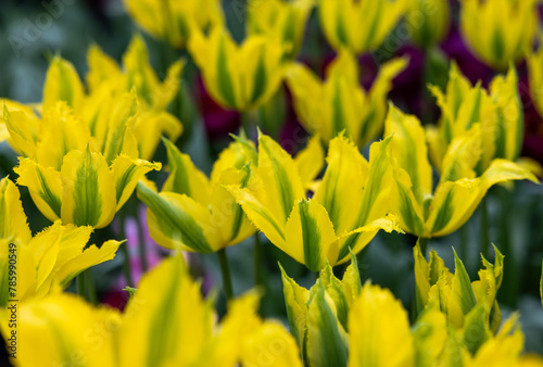 Tulips called Green Mile. Lily-flowered group. Tulips are divided into groups that are defined by their flower features