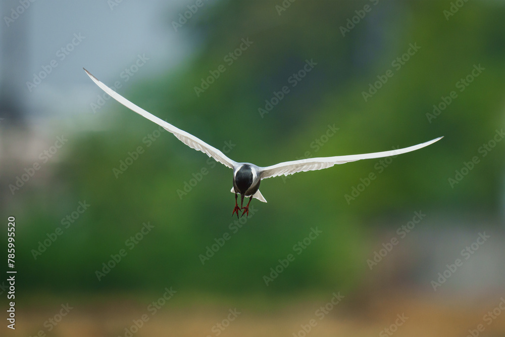 whiskered tern bird looking for target whiskered tern bird looking for target