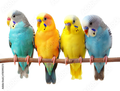 Colorful budgerigars on a perch isolated on transparent background