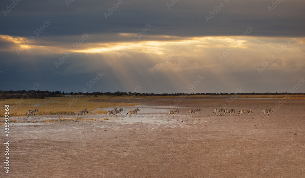 Naklejka premium Amazing Zebras running across the African savannah - Etosha National Park, Namibia