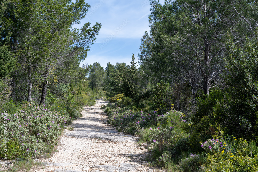 Beautiful colored path in the Alpilles Mountains in spring, with blooming flowers. Les Baux de Provence, France.