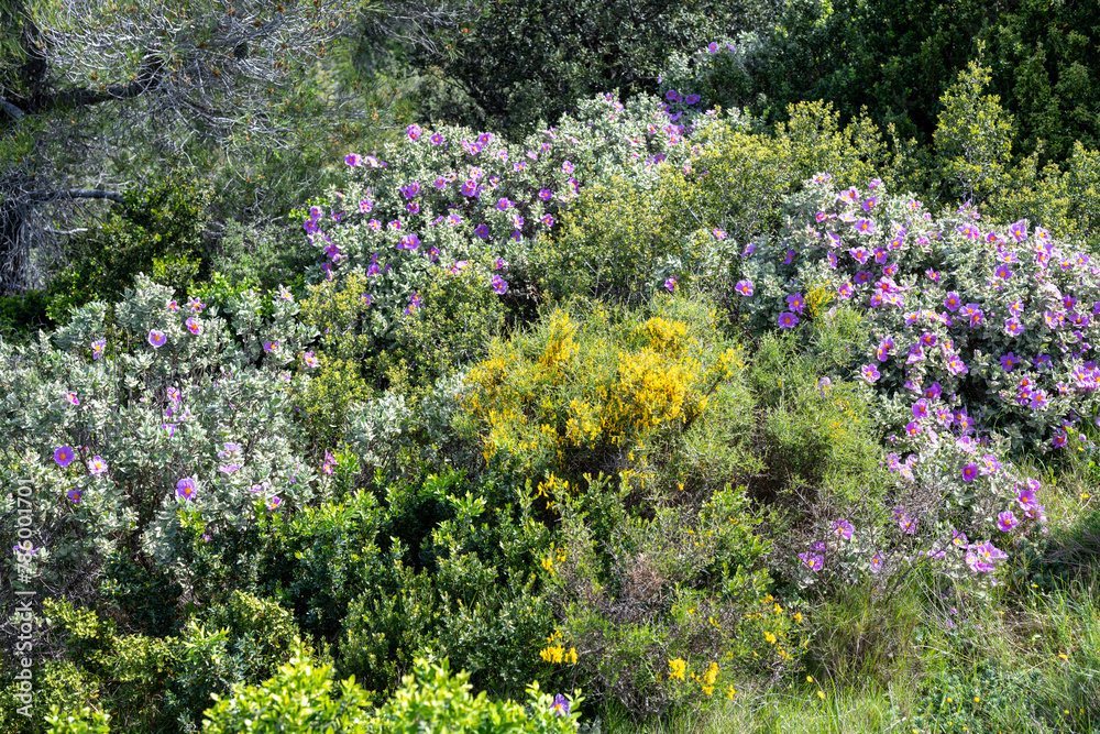 Obraz premium field of flowers