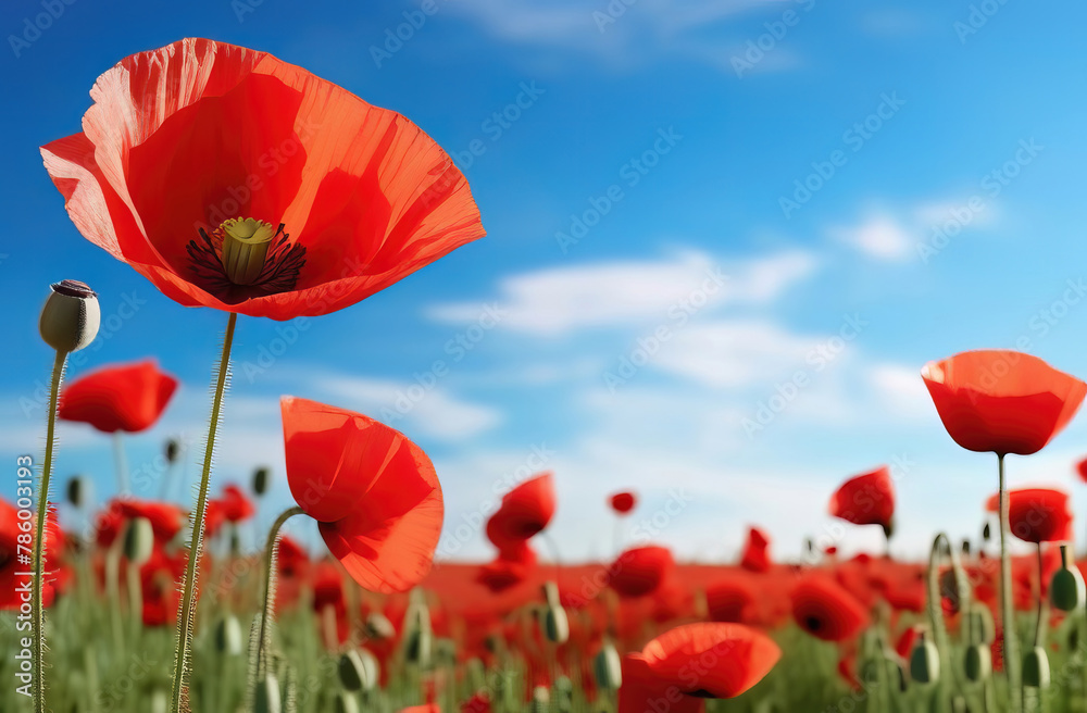Red poppies flowers on the field with blue sky and white clouds background. Beautiful spring landscape