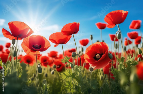 Red poppies flowers on the blue sky background. Beautiful spring landscape