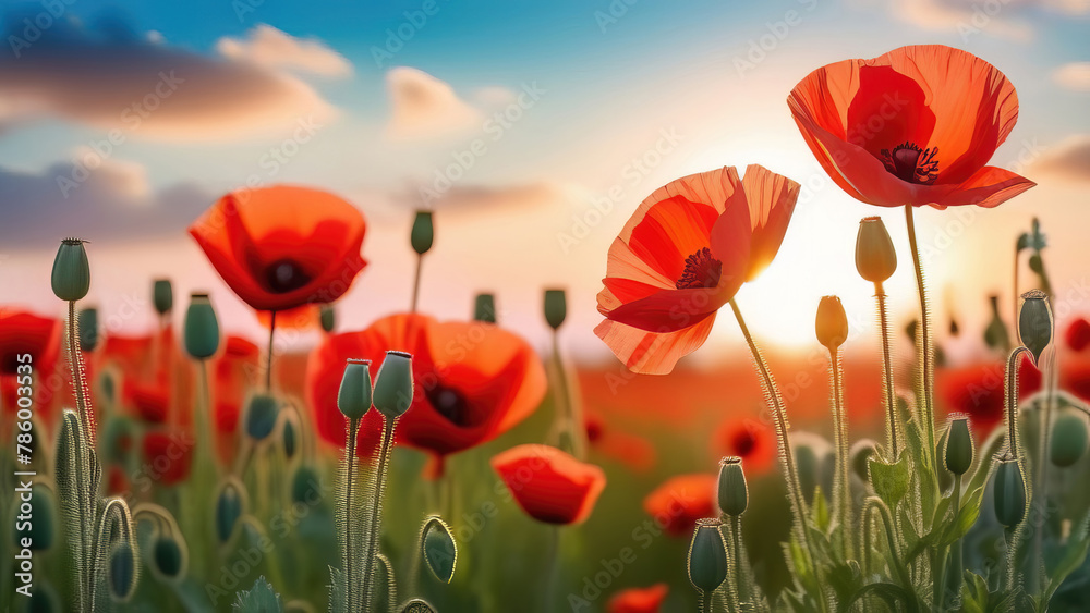 Fototapeta premium Red poppies flowers in the field at sunset. Beautiful spring landscape