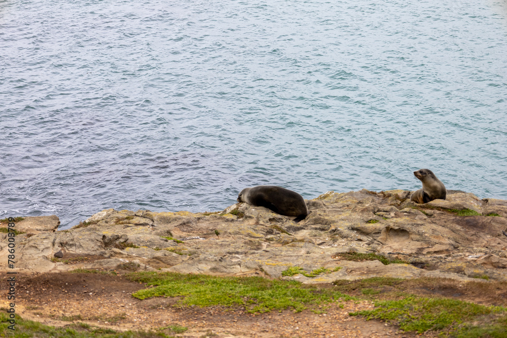 Naklejka premium Robben oder Seehunde am Strand in Neuseeland 