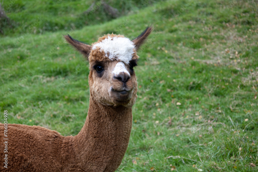 Obraz premium Alpakas auf einer Farm sehr nah fotografiert