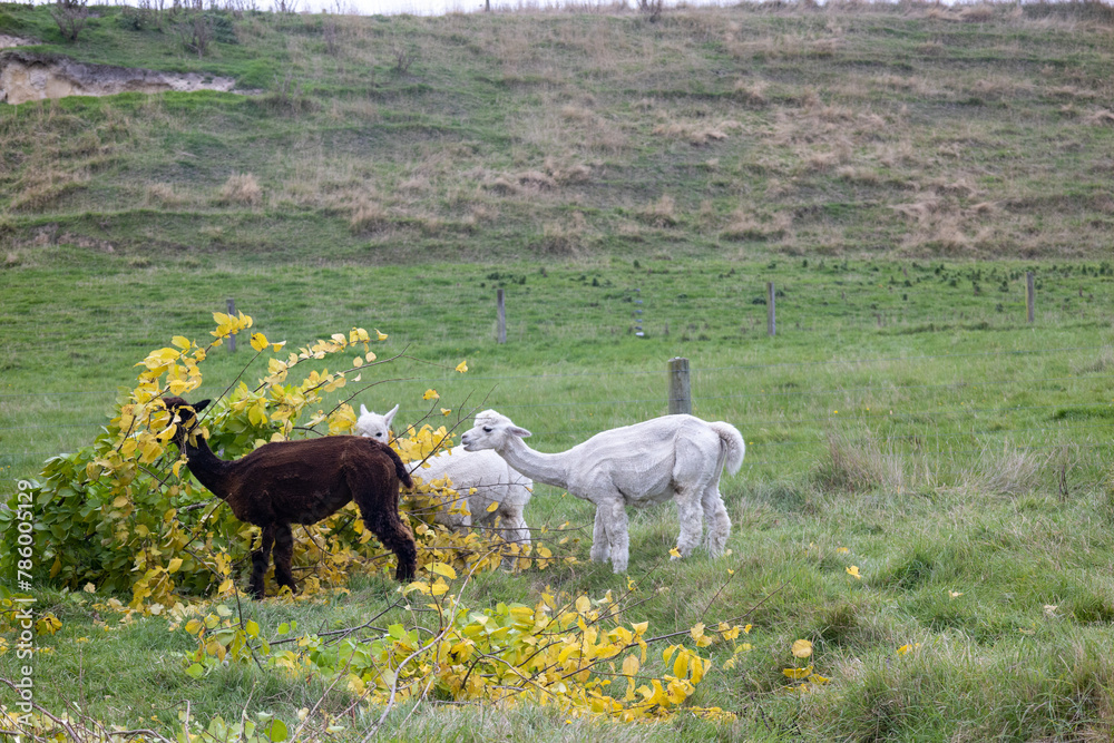 Obraz premium Alpakas auf einer Farm sehr nah fotografiert