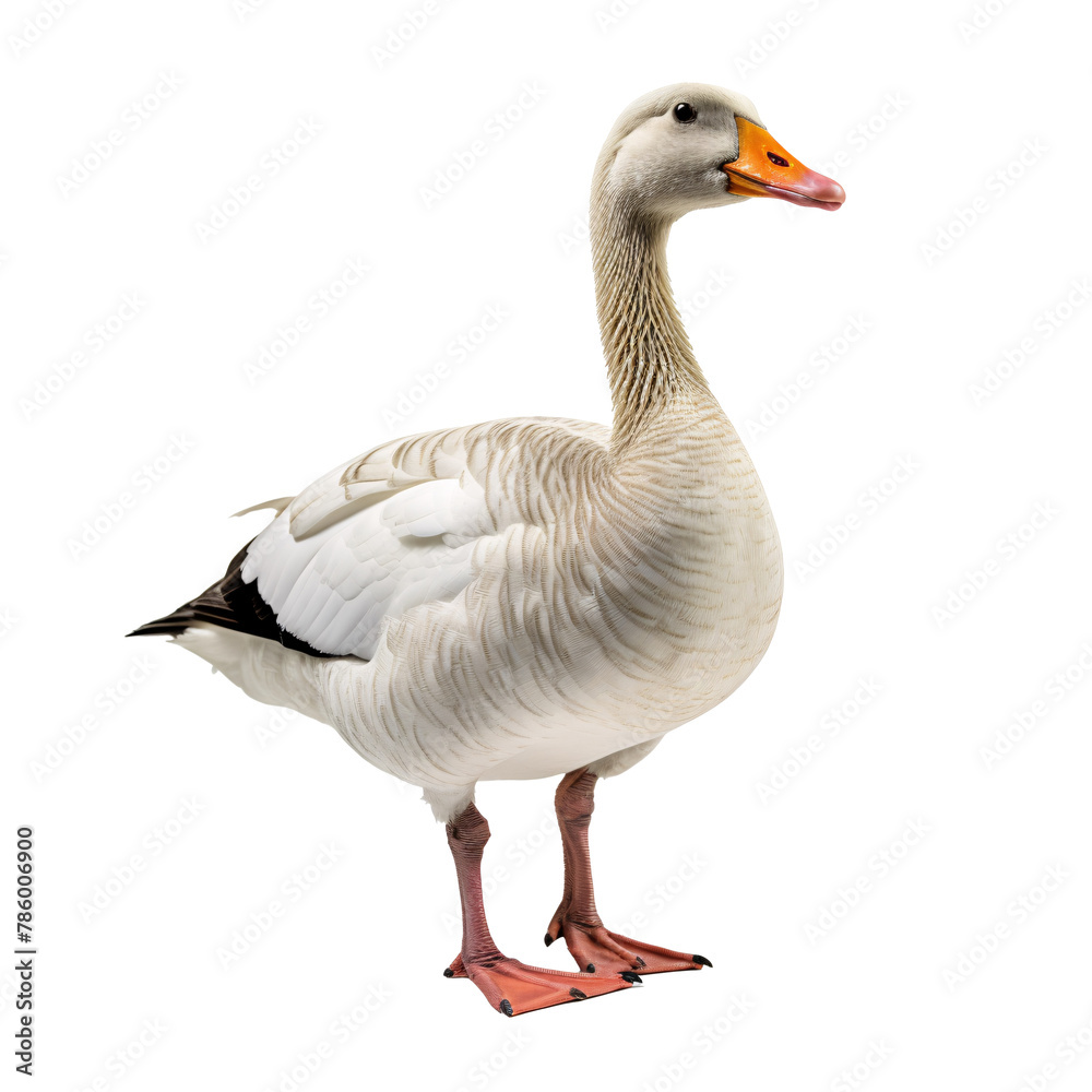 a white duck with a yellow beak a white duck with a yellow beak