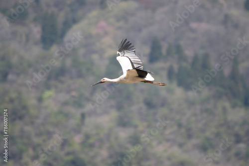 White Stork flying