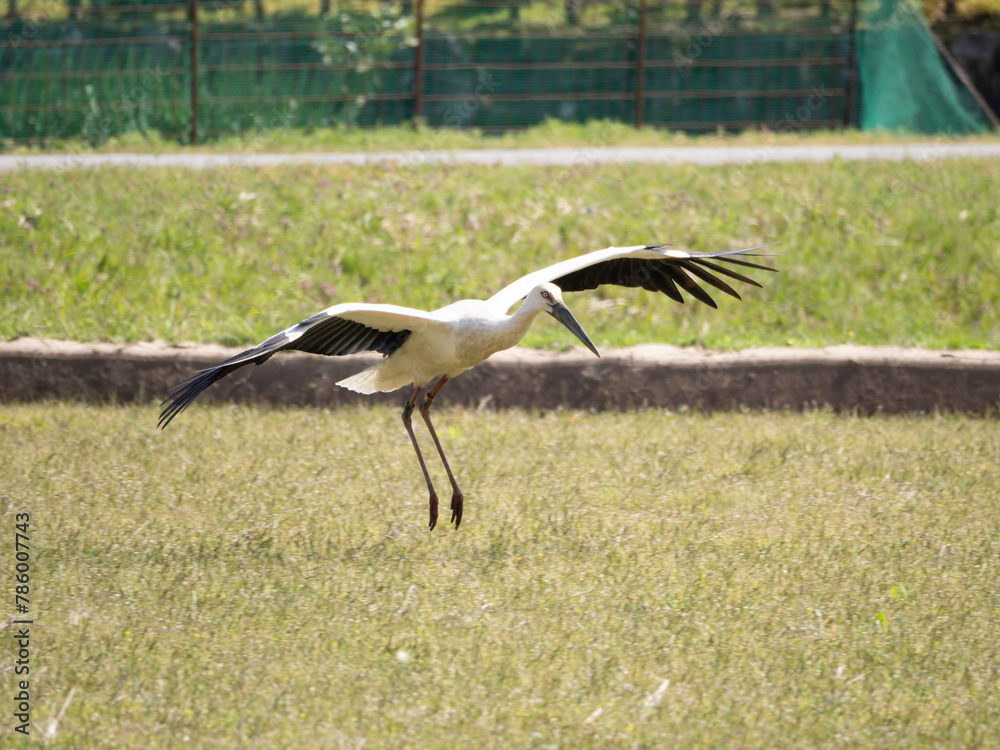 Fototapeta premium White Stork landing on field
