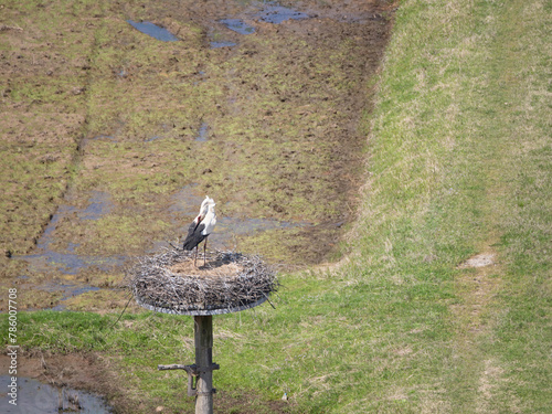 White Stork clattering on artificial nest tower photo