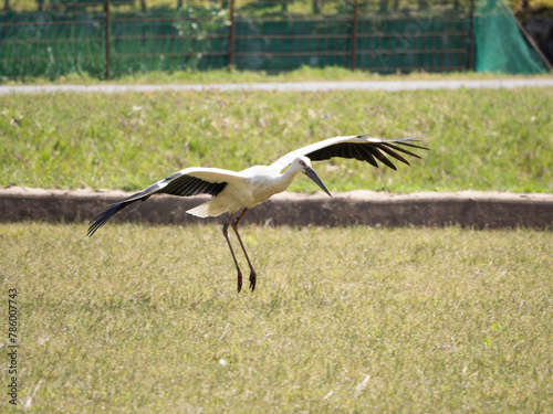 White Stork landing on field