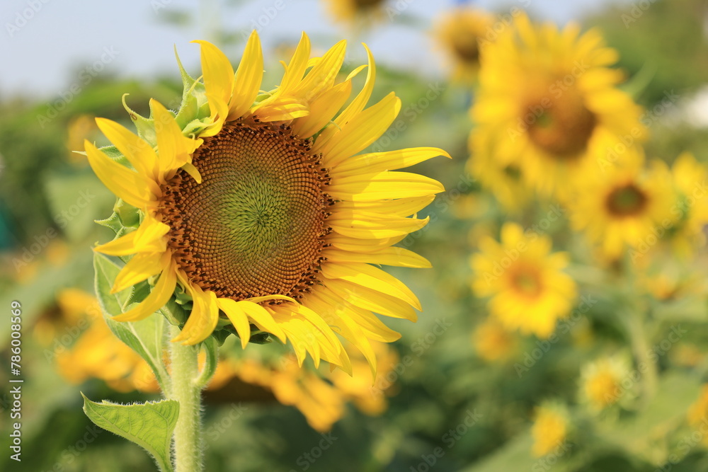 Fototapeta premium sunflower in the field