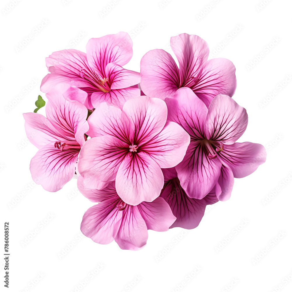 a group of purple flowers a group of purple flowers