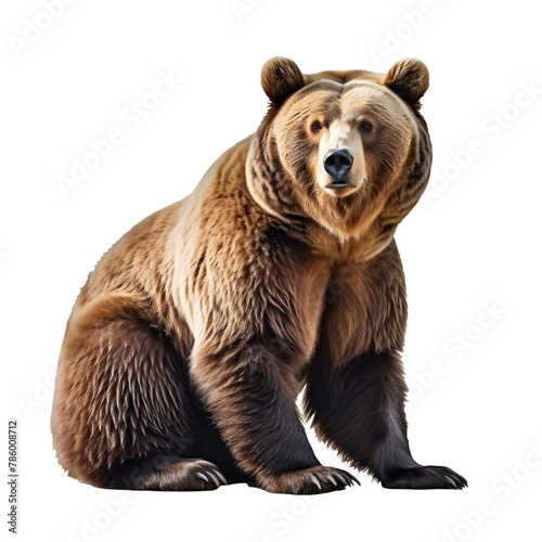 a bear sitting on the ground © Dumitru