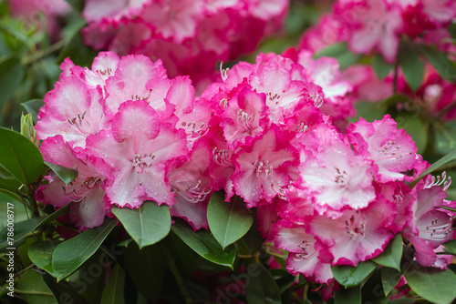 różowy rododendron na wiosne,  rhododendron