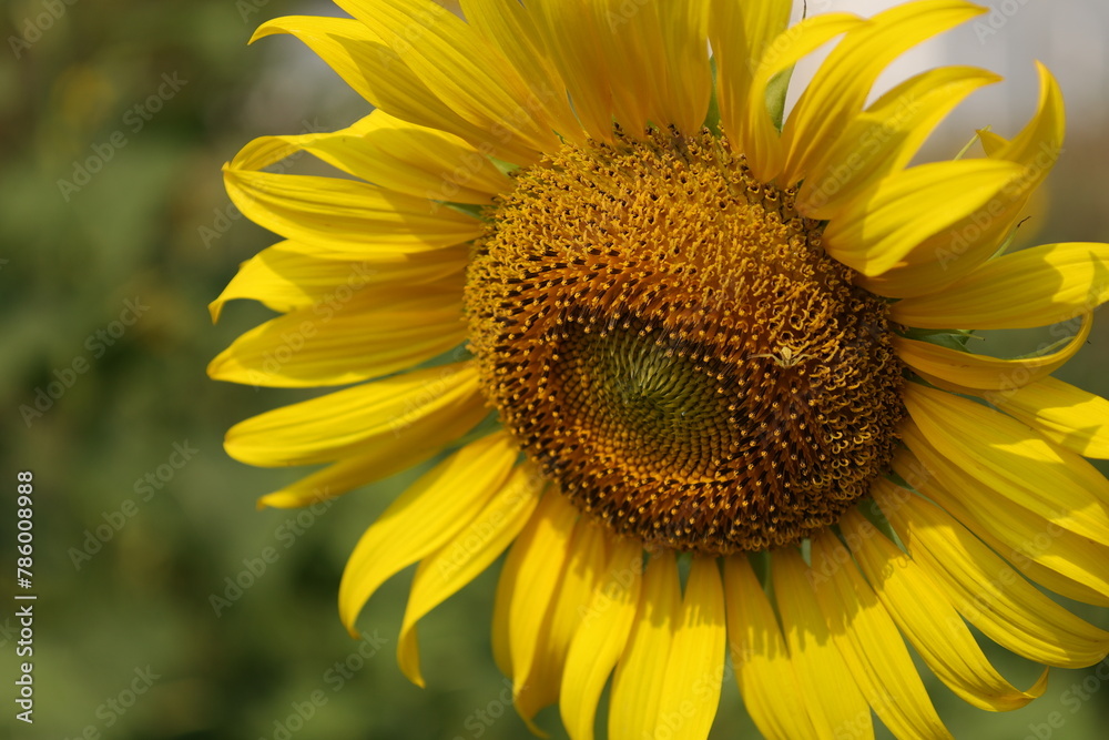 sunflower with bee