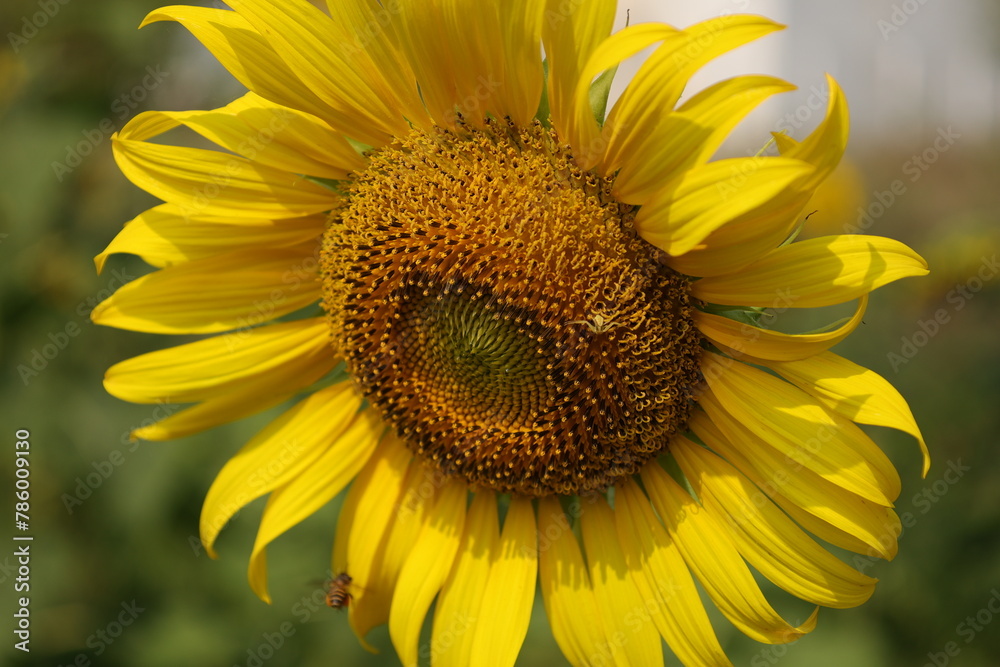 Fototapeta premium sunflower with bee