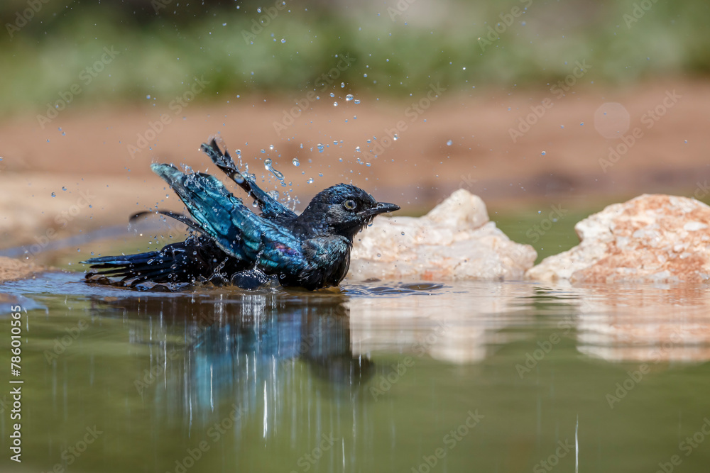 Cape Glossy Starling juvenile bathing in waterhole in Kruger National park, South Africa ; Specie Lamprotornis nitens family of Sturnidae Cape Glossy Starling juvenile bathing in waterhole in Kruger National park, South Africa ; Specie Lamprotornis nitens family of Sturnidae