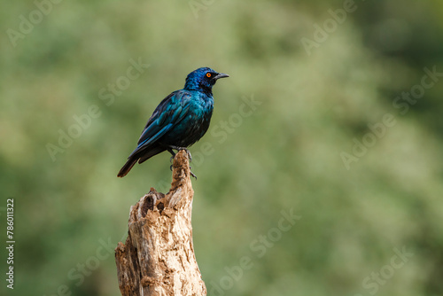 Cape Glossy Starling standing on a log isolated in natural background in Kruger National park, South Africa   Specie Lamprotornis nitens family of Sturnidae © PACO COMO