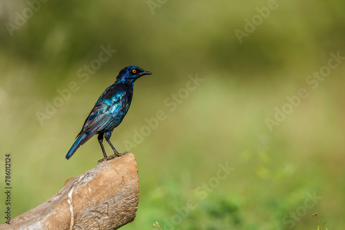 Cape Glossy Starling standing on a log isolated in natural background in Kruger National park, South Africa   Specie Lamprotornis nitens family of Sturnidae © PACO COMO