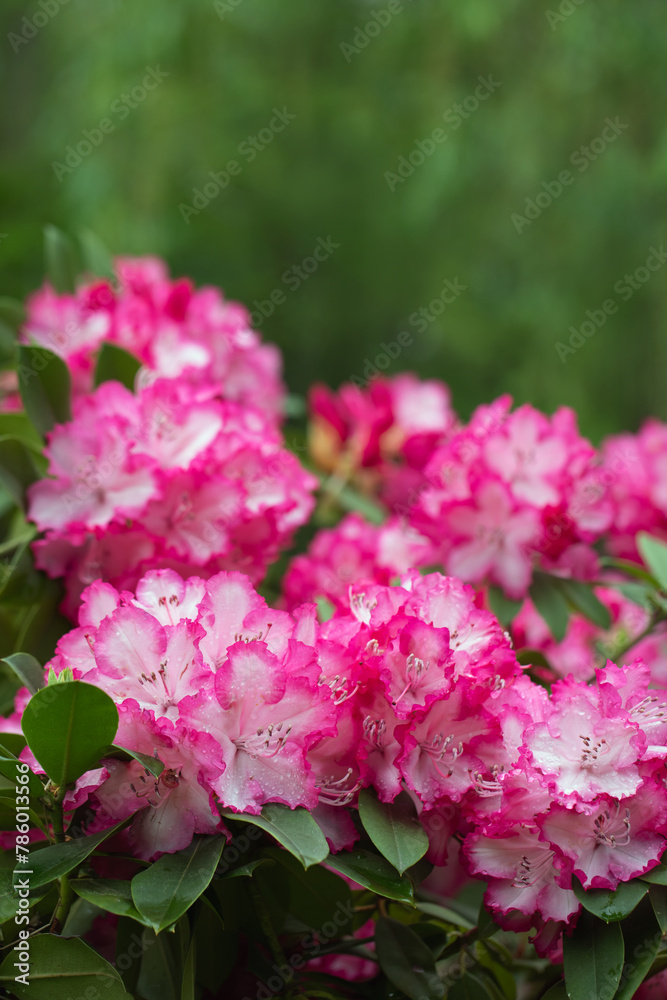 różowy rododendron na wiosne, rhododendron różowy rododendron na wiosne, rhododendron