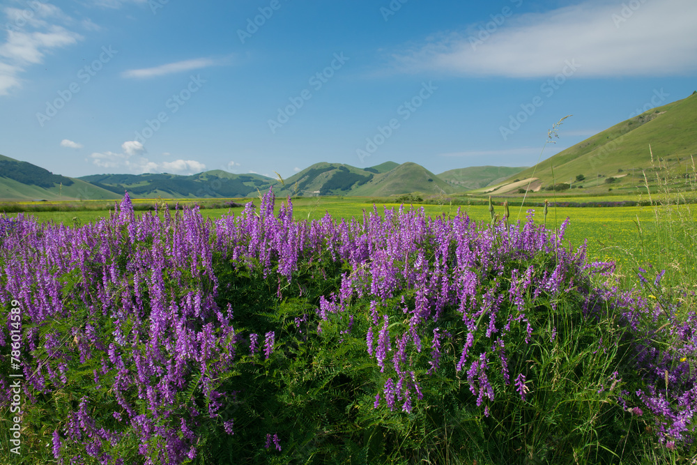 Beautiful flowering in the Pian Grande near Castelluccio di Norcia during summer season, Umbria region, Italy