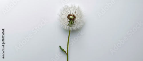 Single dandelion seed head on white background