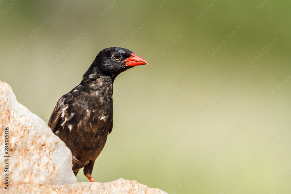 Obraz premium Red billed Buffalo standing on rock Weaver in Kruger National park, South Africa ; Specie Bubalornis niger family of Ploceidae