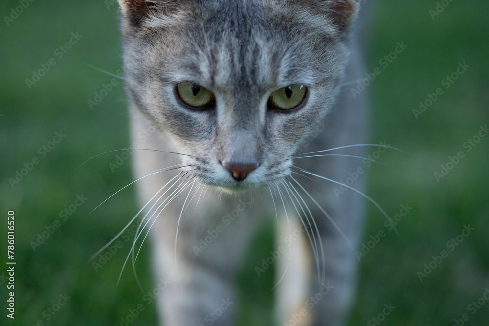 Obraz premium Tabby cat outdoor.
