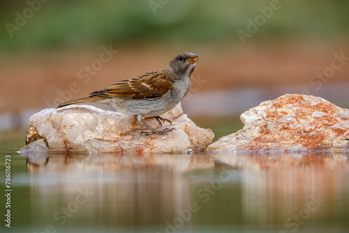 Southern Grey-headed Sparrow standing on a rock in middle of waterhole in Kruger National park, South Africa ; Specie family Passer diffusus of Passeridae photo