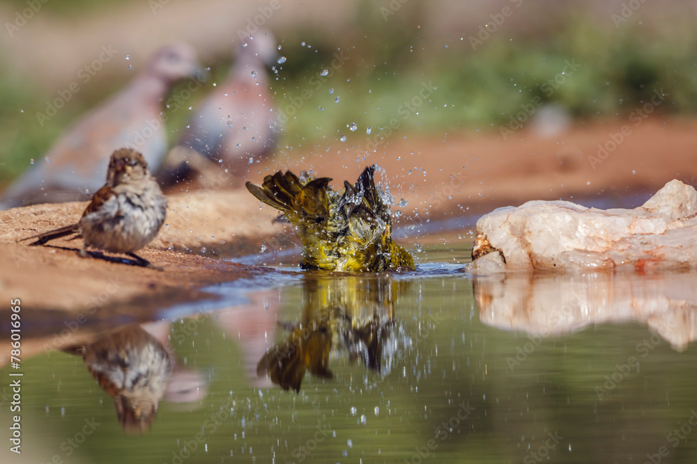 Spectacled Weaver bathing in waterhole with reflection in Kruger National park, South Africa ; Specie Ploceus ocularis family of Ploceidae Spectacled Weaver bathing in waterhole with reflection in Kruger National park, South Africa ; Specie Ploceus ocularis family of Ploceidae