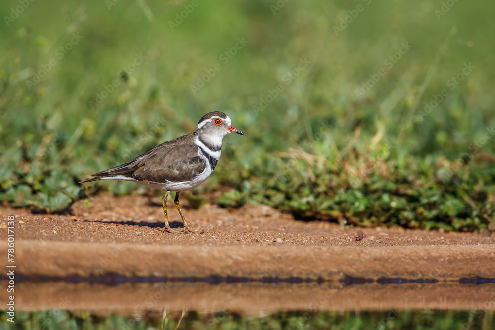 Fototapeta premium Three banded Plover along waterhole in Kruger National park, South Africa ; Specie Charadrius tricollaris family of Charadriidae