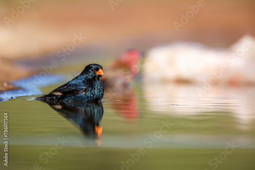 Village Indigobird male bathing in waterhole in Kruger National park, South Africa ; Specie Vidua chalybeata family of  Viduidae photo