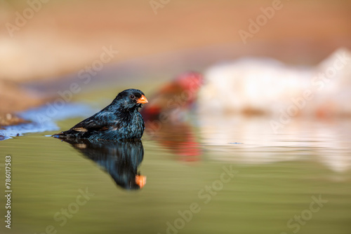 Village Indigobird male bathing in waterhole in Kruger National park, South Africa ; Specie Vidua chalybeata family of  Viduidae photo