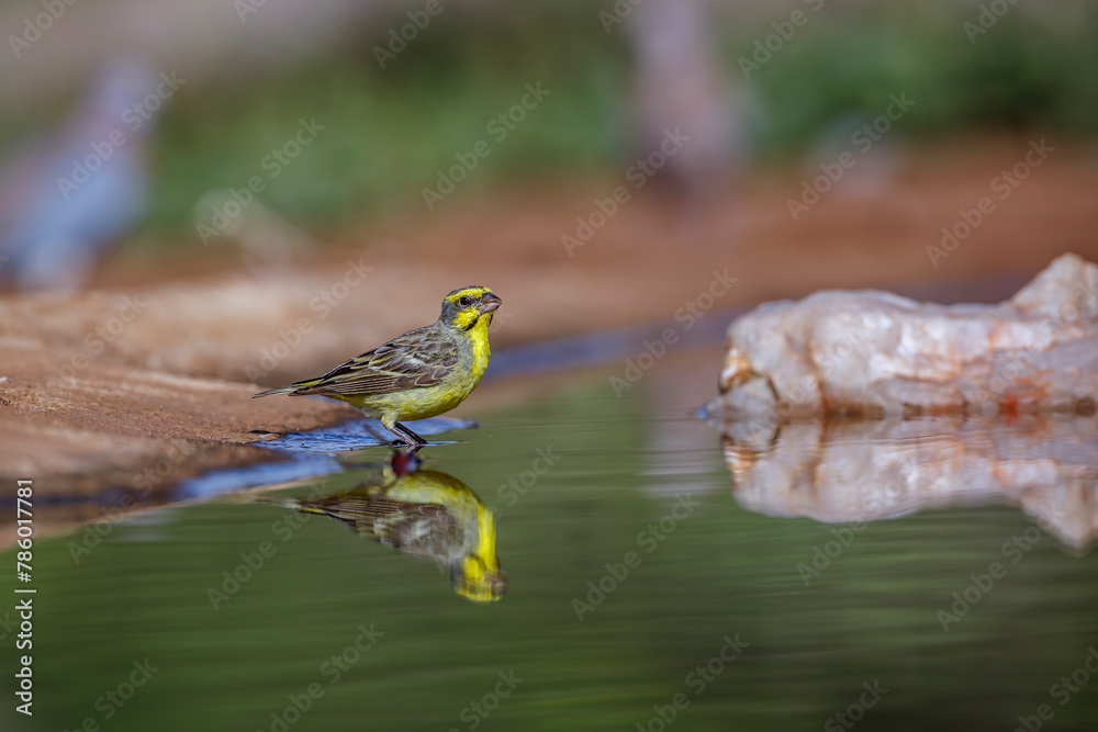 Yellow fronted Canary standing in waterhole with reflection in Kruger National park, South Africa ; Specie Crithagra mozambica family of Fringillidae Yellow fronted Canary standing in waterhole with reflection in Kruger National park, South Africa ; Specie Crithagra mozambica family of Fringillidae