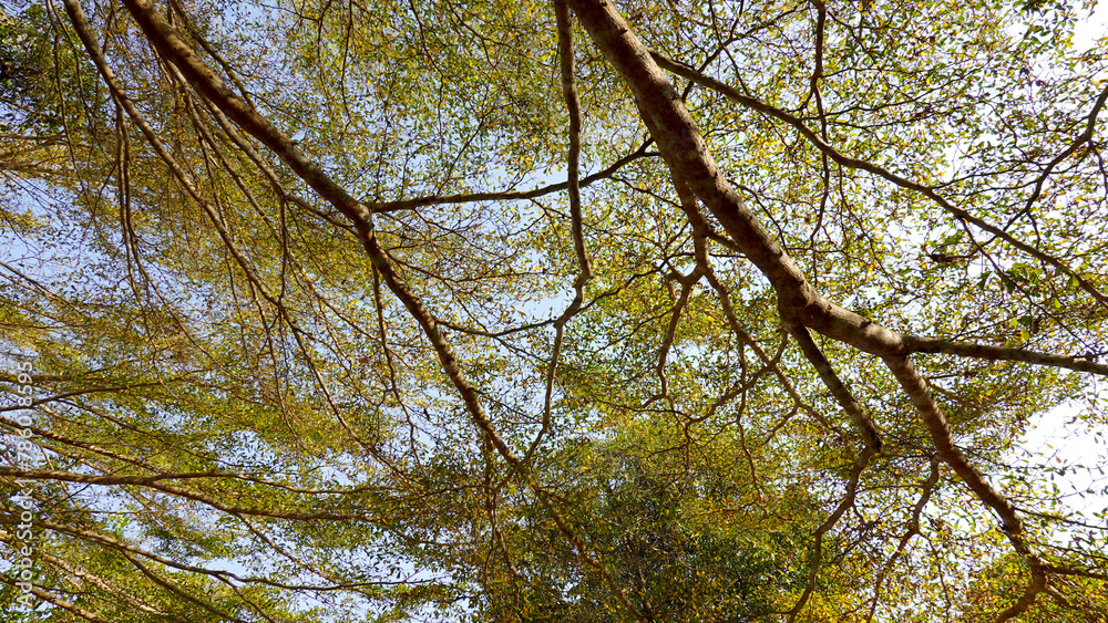 Worms view of big Terminalia ivorensis (or black afara) during the day. Early Spring, fresh green leaves Worms view of big Terminalia ivorensis (or black afara) during the day. Early Spring, fresh green leaves