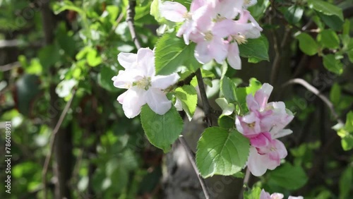 Blooming apple tree with pink flowers on a sunny spring day with Zomm photo