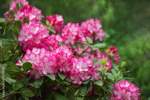 różowy rododendron w ogrodzie	