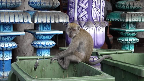 Long-Tailed Macaque Sitting On Garbage Bin At Batu Caves In Selangor, Malaysia. wide shot photo