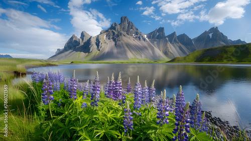 Stokksnes, Iceland with the Stordspecies of vestrahorn mountain in the background, a small lake and blue skies, purple flowers, green grass photo