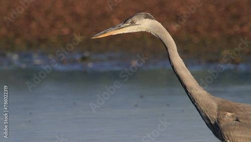 Close-up of the young grey heron huntng in the shallow pond photo