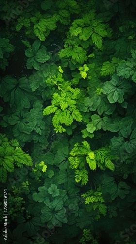 A close up of green leaves on a plant