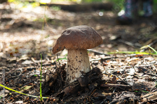 Beautiful white mushroom close-up with bokeh.