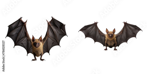 set of bat isolated on transparent background