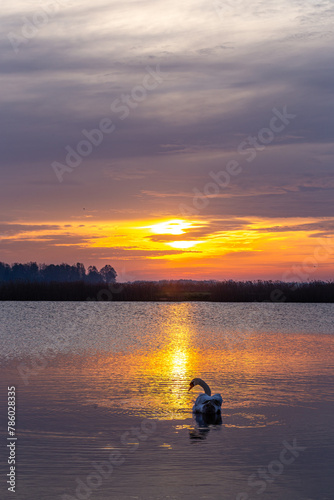 Łabędzie na tafli jeziora z obiciem wschodu słońca © KoLesfot